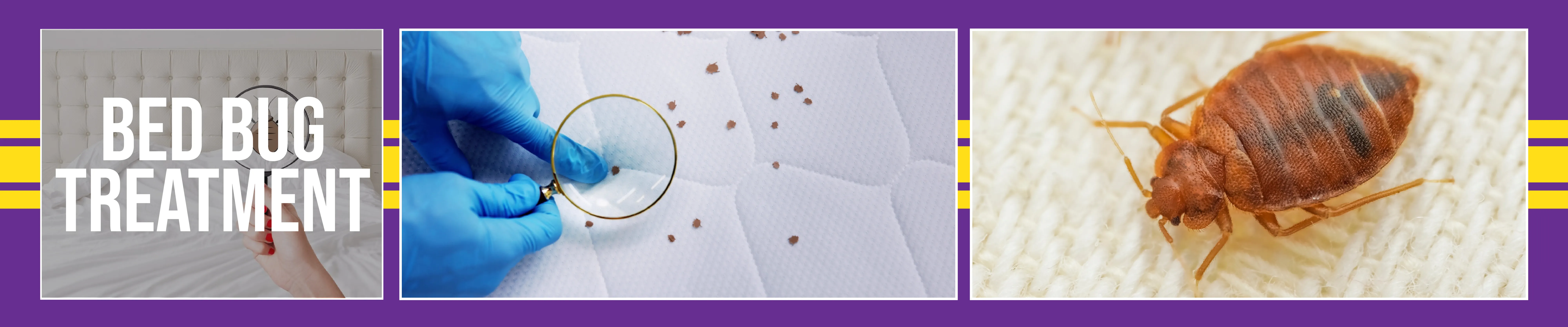 Bed Bug Treatment